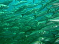   this shot wall fish was taken Busselton jetty dive site close where live Western Australia. try here once per year good easy there are usually plenty indicates Australia  
